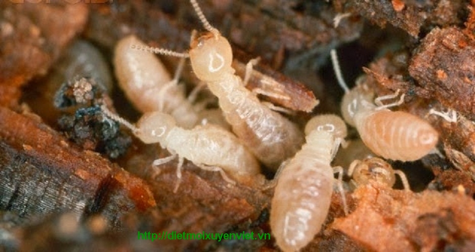 Diệt mối bằng phương pháp sinh học